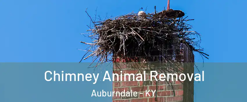 Chimney Animal Removal Auburndale - KY