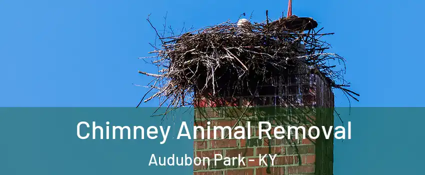 Chimney Animal Removal Audubon Park - KY