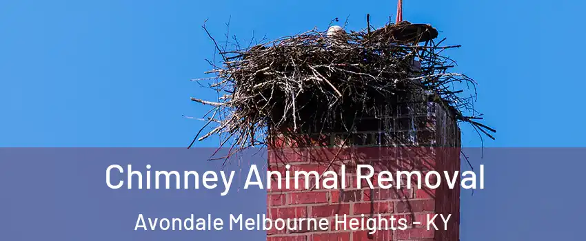 Chimney Animal Removal Avondale Melbourne Heights - KY