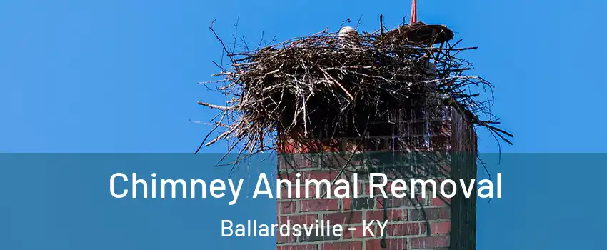 Chimney Animal Removal Ballardsville - KY