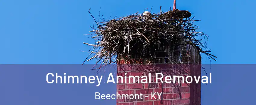 Chimney Animal Removal Beechmont - KY