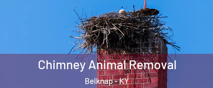 Chimney Animal Removal Belknap - KY