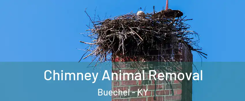 Chimney Animal Removal Buechel - KY