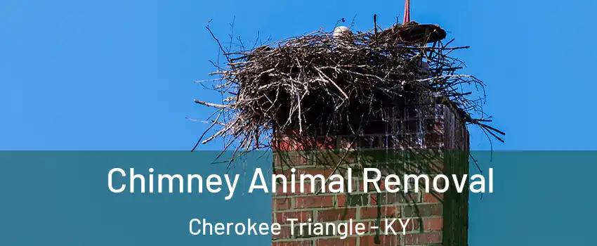 Chimney Animal Removal Cherokee Triangle - KY