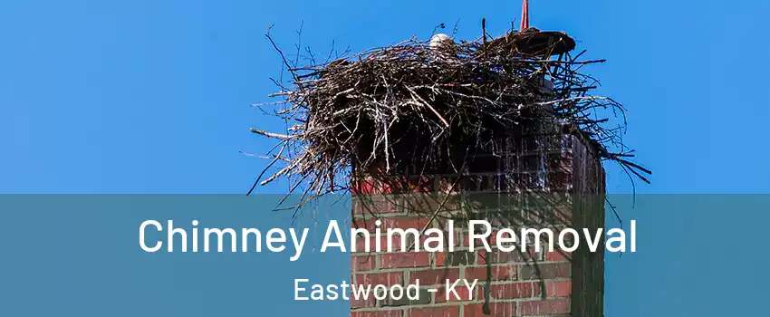 Chimney Animal Removal Eastwood - KY