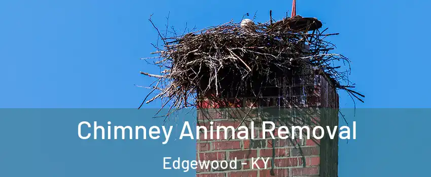 Chimney Animal Removal Edgewood - KY