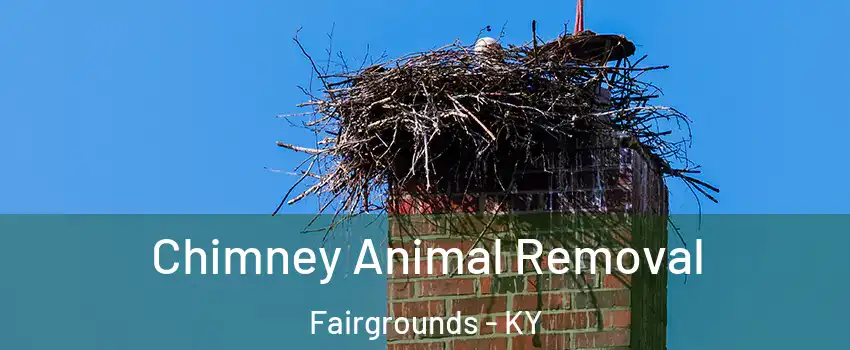 Chimney Animal Removal Fairgrounds - KY