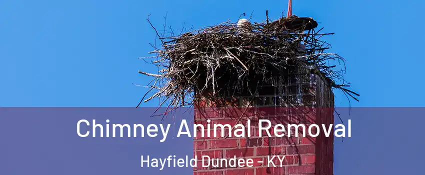 Chimney Animal Removal Hayfield Dundee - KY