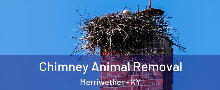 Chimney Animal Removal Merriwether - KY