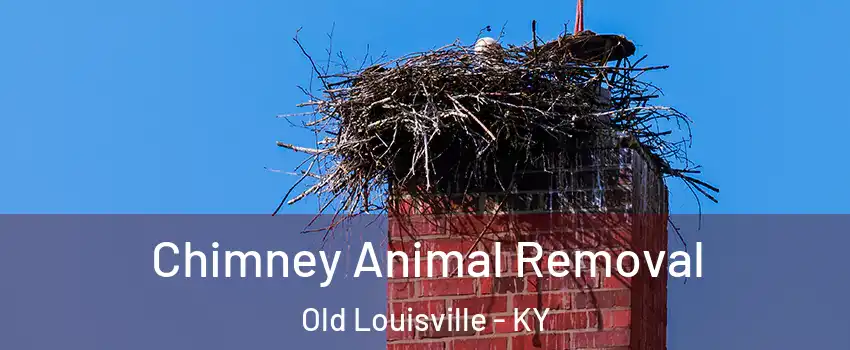 Chimney Animal Removal Old Louisville - KY