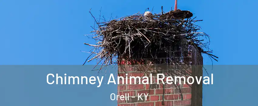 Chimney Animal Removal Orell - KY