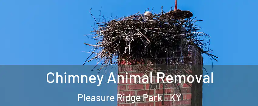 Chimney Animal Removal Pleasure Ridge Park - KY