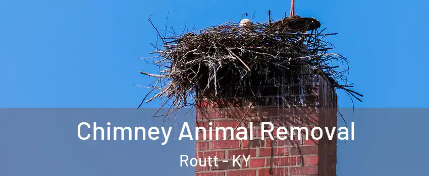 Chimney Animal Removal Routt - KY