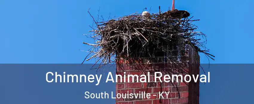 Chimney Animal Removal South Louisville - KY