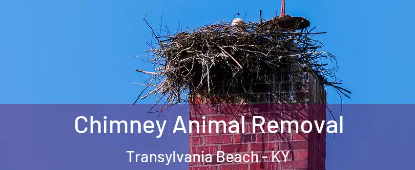 Chimney Animal Removal Transylvania Beach - KY