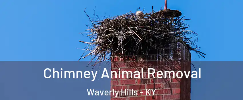 Chimney Animal Removal Waverly Hills - KY