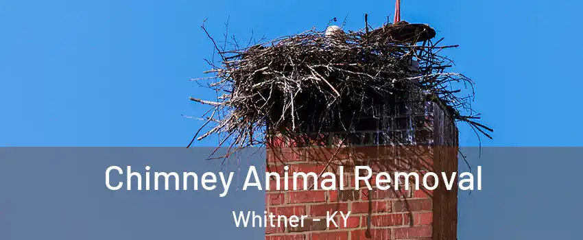 Chimney Animal Removal Whitner - KY