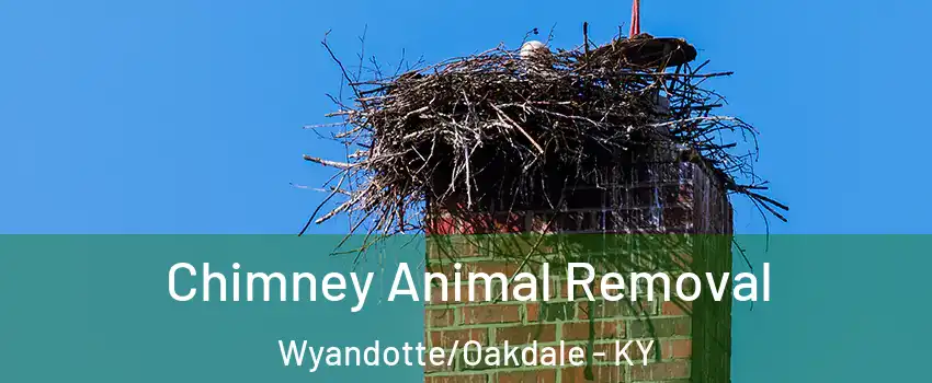 Chimney Animal Removal Wyandotte/Oakdale - KY