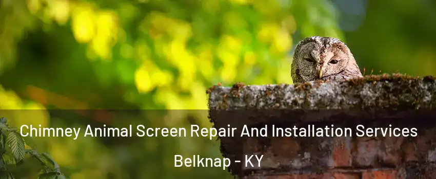 Chimney Animal Screen Repair And Installation Services Belknap - KY