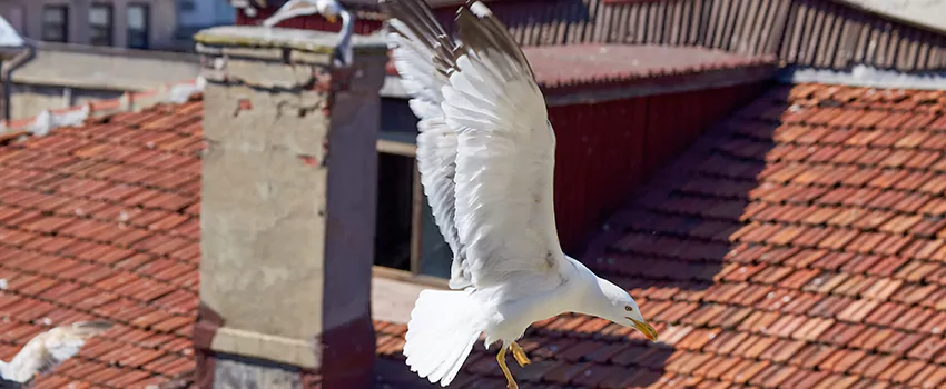 Residential Chimney Animal Removal Solution in Bon Air Estates, KY